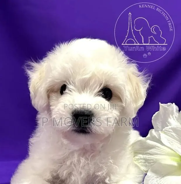 1-3 months Female Purebred Poodle · Photo 1