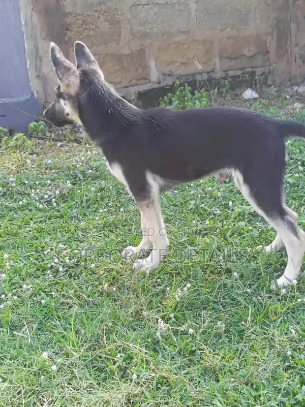1-3 months Male Purebred German Shepherd · Photo 1
