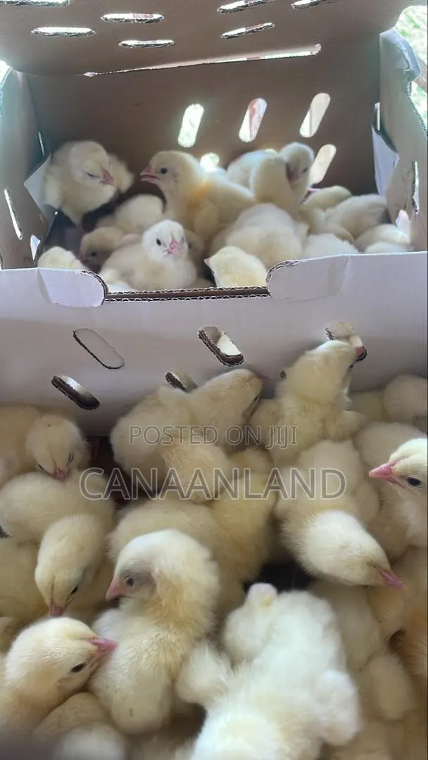 Broilers Ross 308 Day-Old Chicks · Photo 1