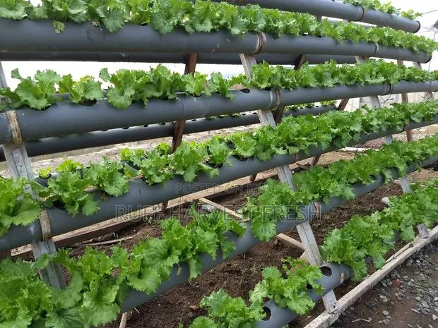 Home Gardening · Photo 2