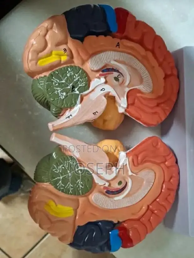 Full Brain Anatomy · Photo 2