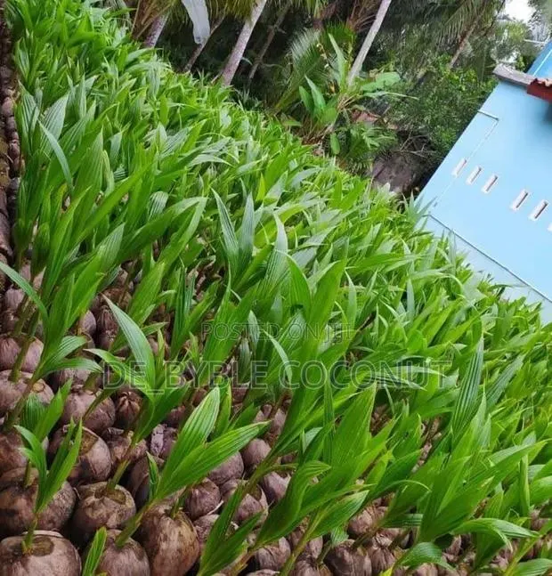 De-Byble Dwarf and Hybrids Seedlings · Photo 1