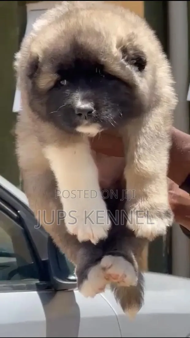 1-3 months Female Purebred Caucasian Shepherd · Photo 1