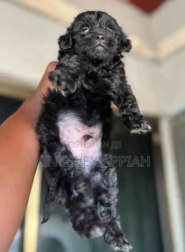 1-3 months Male Purebred Poodle · Photo 1