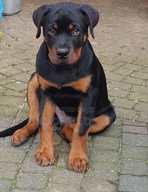 1-3 months Male Purebred Rottweiler · Photo 1
