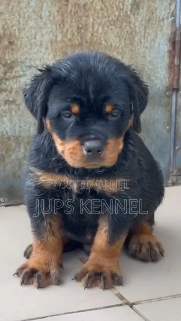 1-3 months Male Purebred Rottweiler · Photo 1