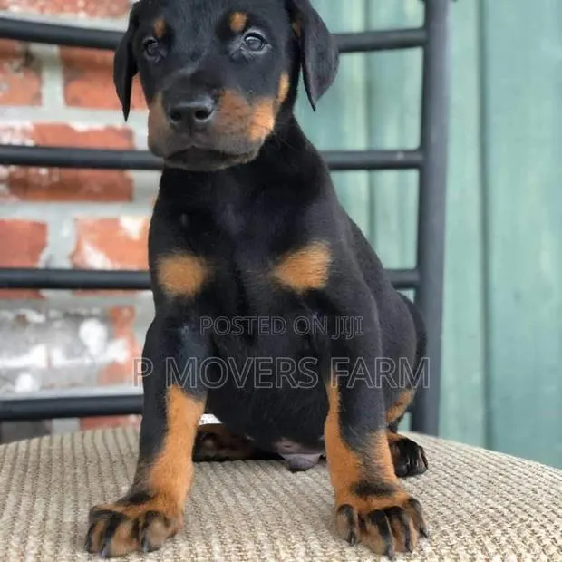 1-3 months Male Purebred Doberman Pinscher · Photo 1