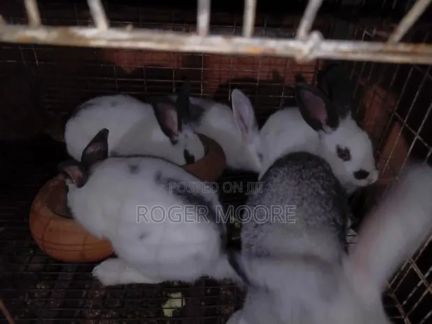 Pet Rabbits · Photo 1