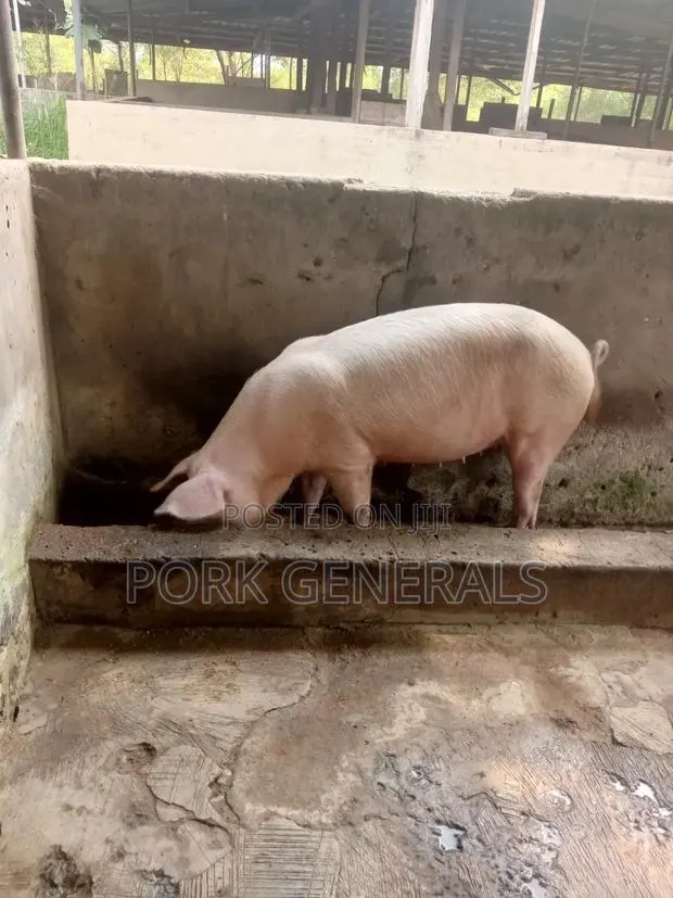 Healthy Fresh Pigs for Sale · Photo 3