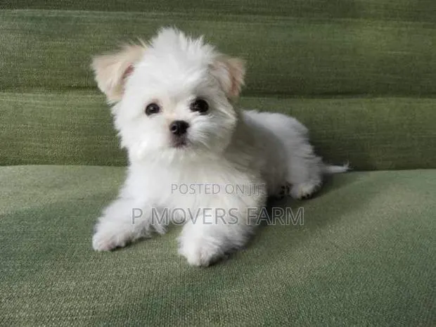 1-3 months Male Purebred Maltese · Photo 1