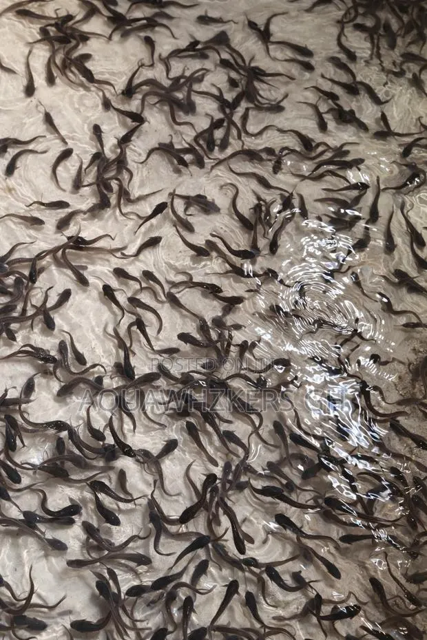Wholesale Fast Growing Fingerlings and Juveniles · Photo 1