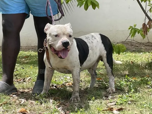 1+ year Male Purebred American Bully · Photo 1