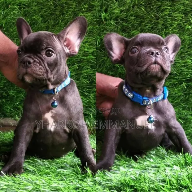 1-3 months Male Purebred French Bulldog · Photo 1