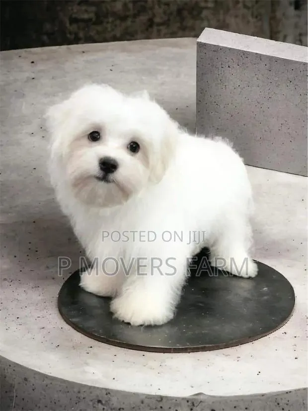 1-3 months Male Purebred Maltese · Photo 1