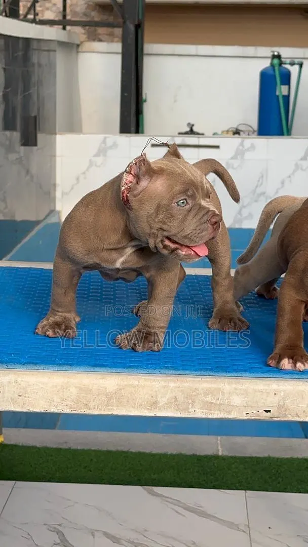 1-3 months Female Purebred American Bully · Photo 1