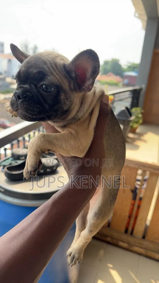 1-3 months Male Purebred French Bulldog · Photo 1