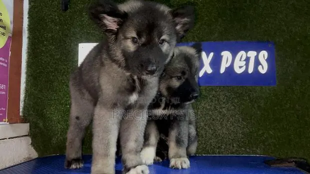1-3 months Male Purebred Caucasian Shepherd · Photo 1