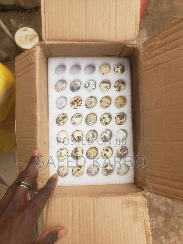 Jumbo Quail Eggs · Photo 1