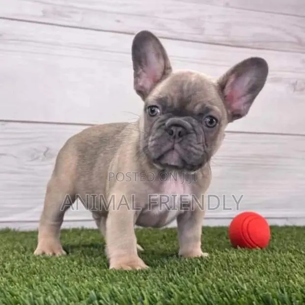 1-3 months Female Purebred French Bulldog · Photo 1