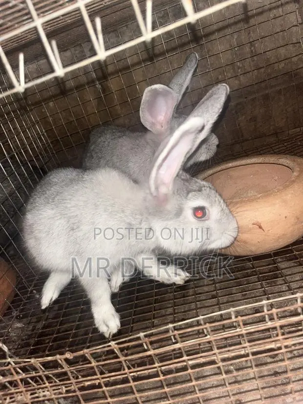 Matured Rabbits · Photo 1