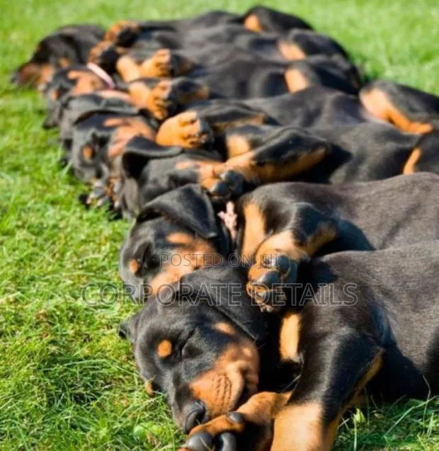 1-3 months Male Purebred Doberman Pinscher · Photo 1
