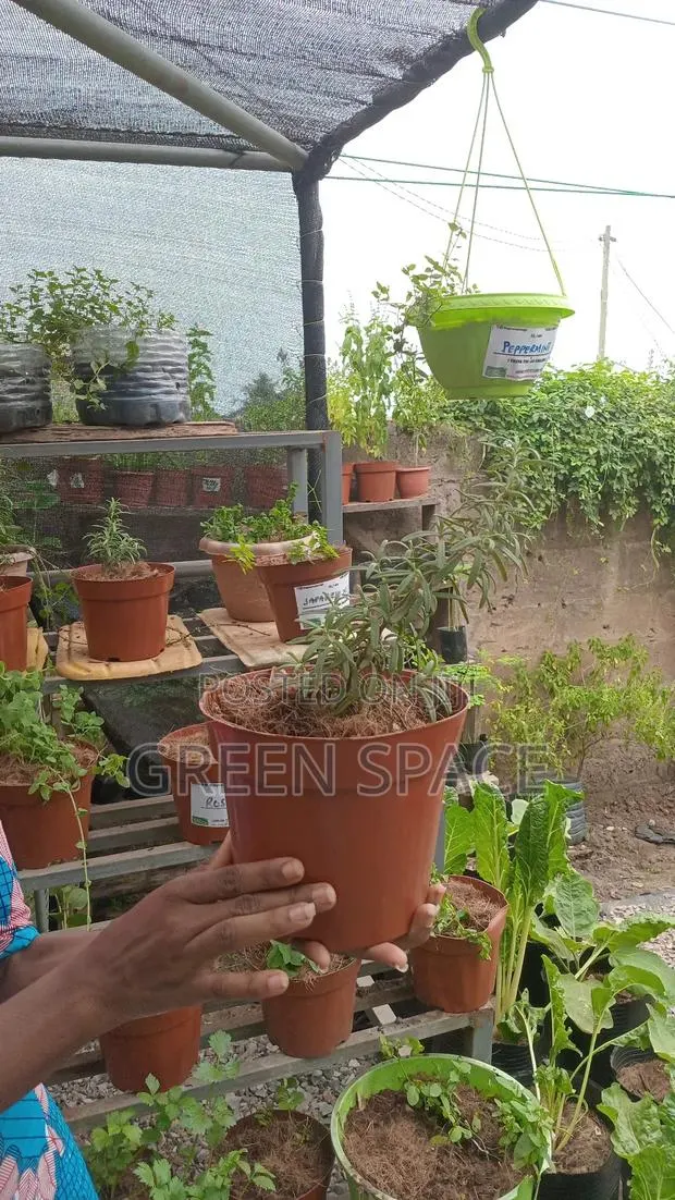 Potted Rosemary Plant · Photo 2