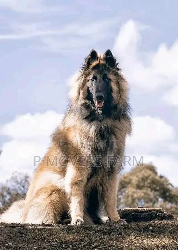 1-3 months Male Purebred German Shepherd · Photo 1