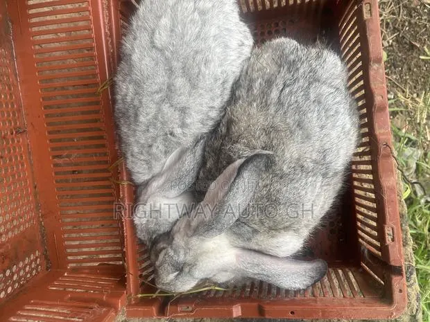 King’s Rabbit · Photo 4