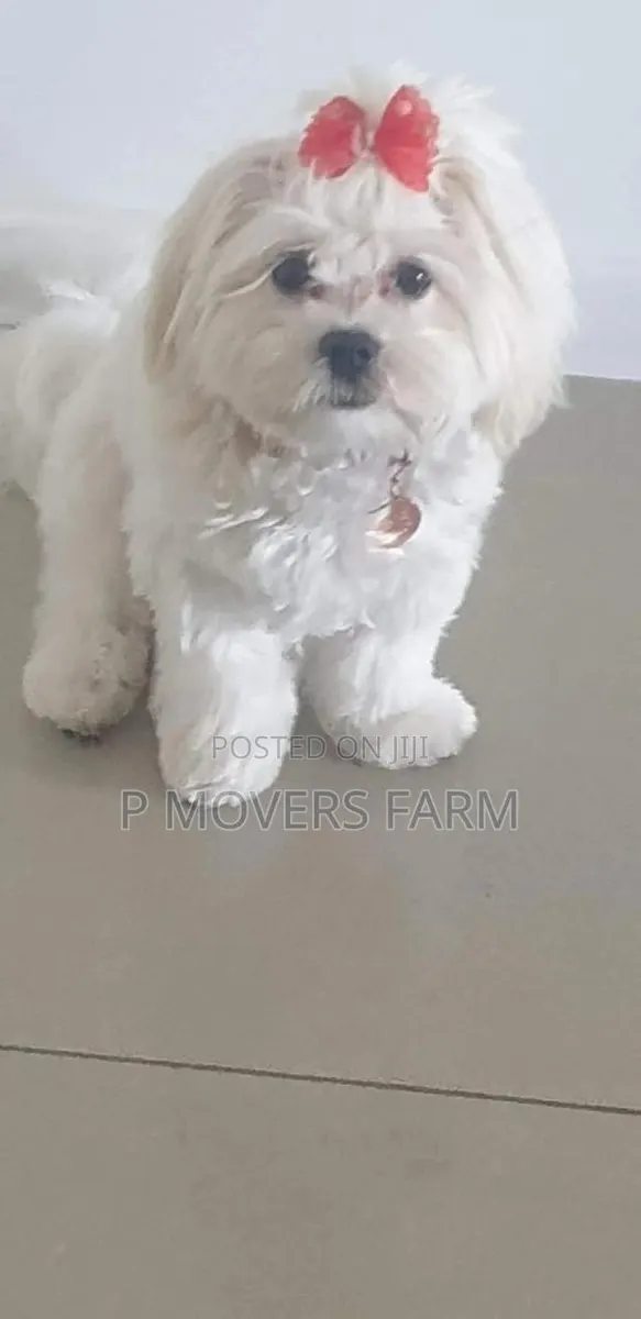 1-3 months Female Purebred Poodle · Photo 1