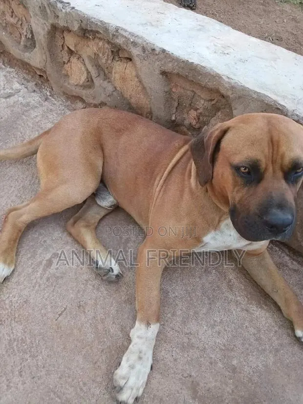 1-3 months Male Purebred Boerboel · Photo 1