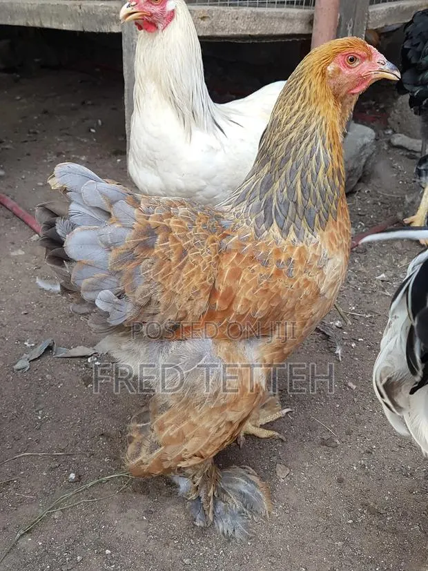Brahma 6months · Photo 1