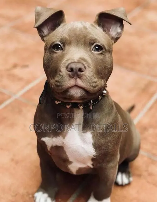 1+ year Male Purebred American Pit Bull Terrier · Photo 1