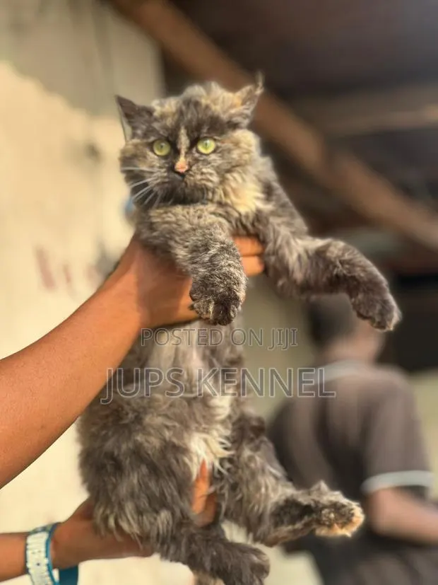 3-6 months Female Purebred Persian · Photo 1