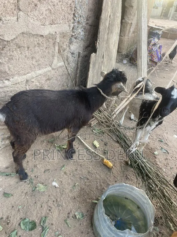Health Male Goat · Photo 1