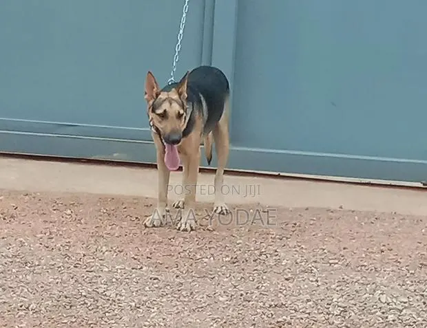 1+ year Male Purebred German Shepherd · Photo 1