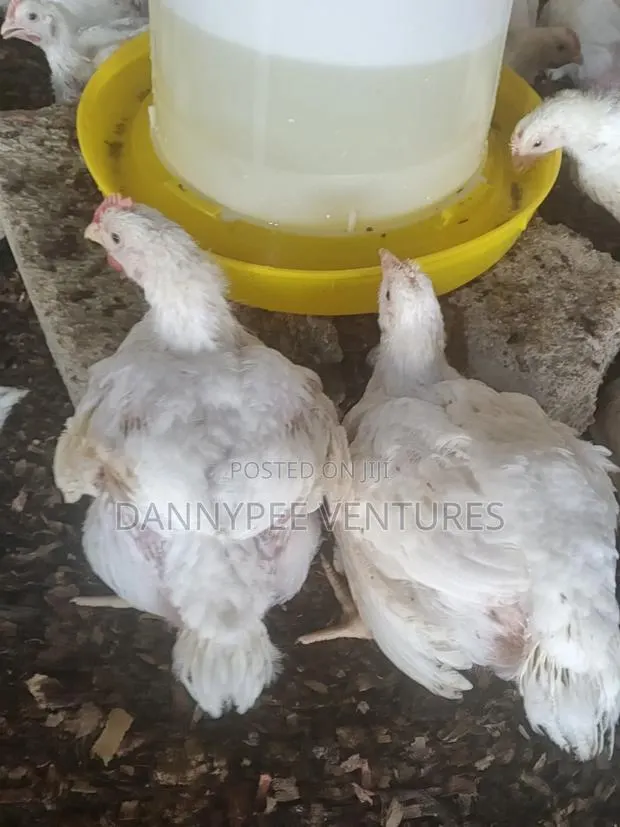 Poultry Broilers · Photo 2