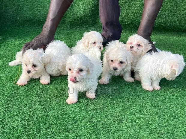1-3 months Female Purebred Maltese · Photo 1