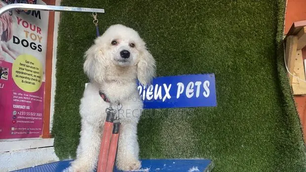 6-12 months Female Purebred Poodle · Photo 1