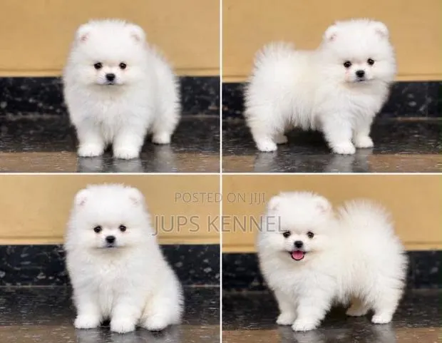 1-3 months Male Purebred Pomeranian · Photo 1