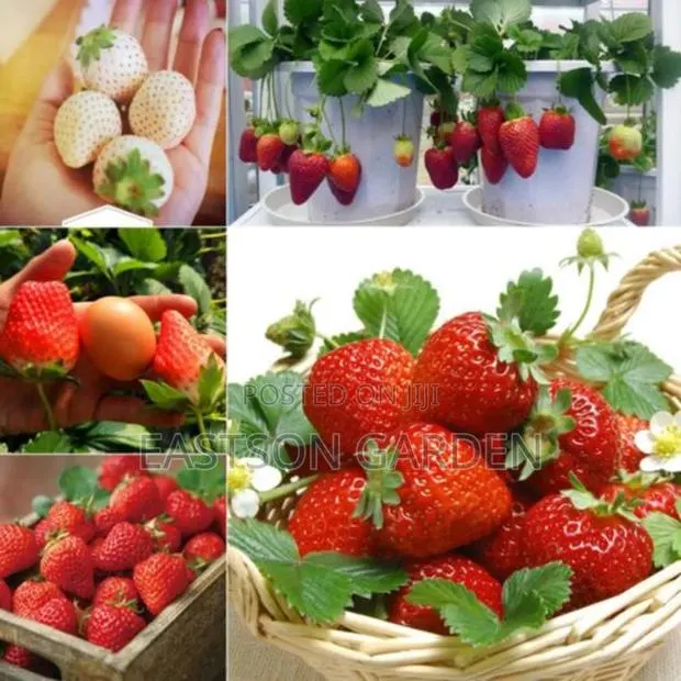 Exotic Grapes and Strawberry Seedlings · Photo 4