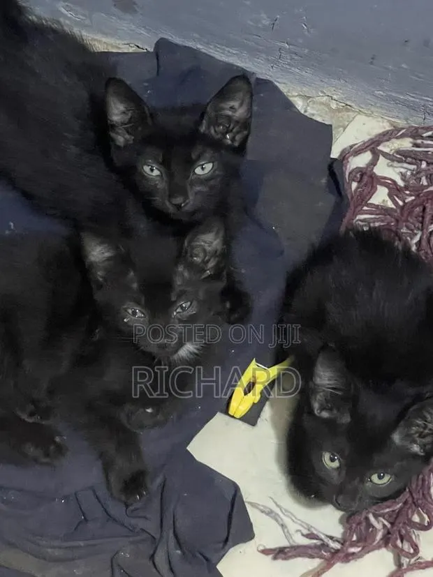 1-3 months Male Mixed Breed Bombay · Photo 1