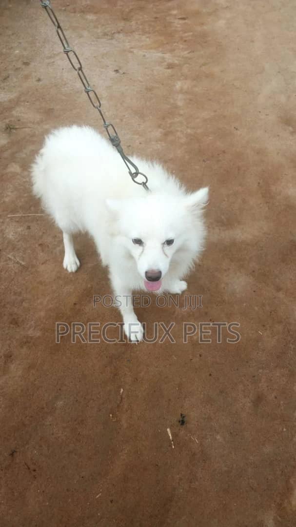 Adult Male Purebred American Eskimo · Photo 2