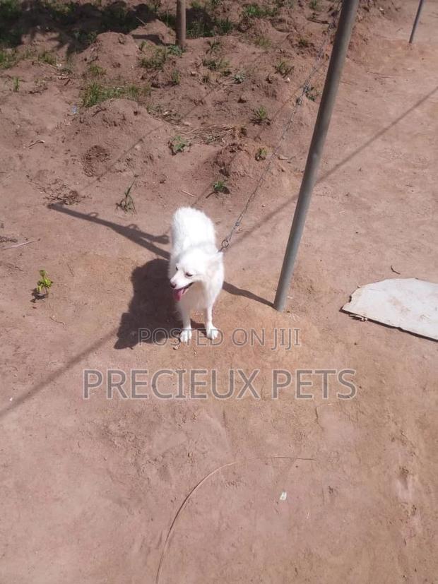 Adult Male Purebred American Eskimo · Photo 4