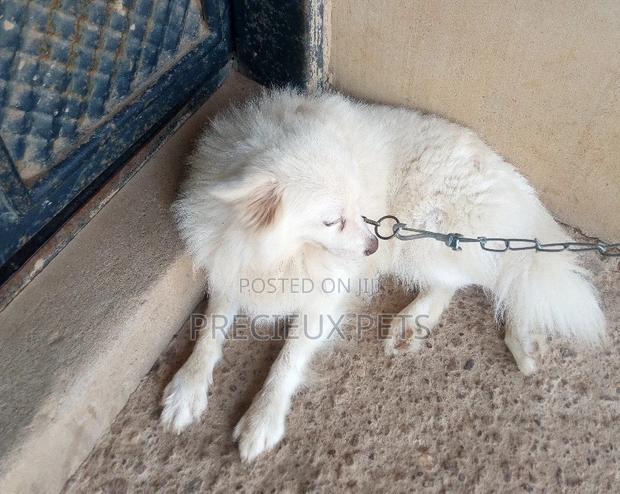 Adult Male Purebred American Eskimo · Photo 3