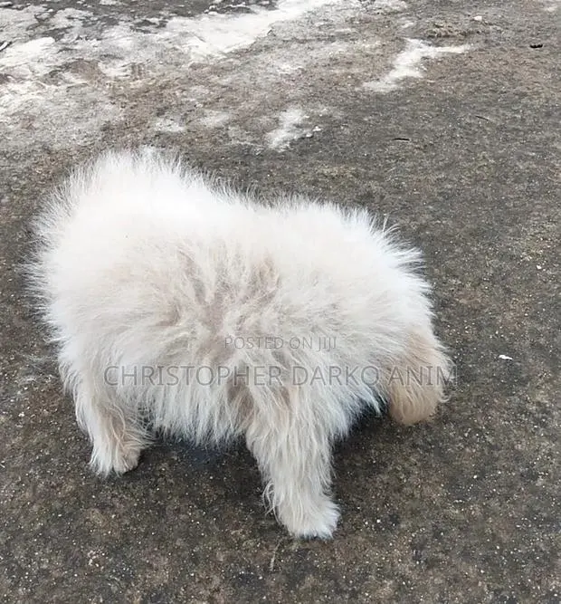 3-6 months Male Purebred Poodle · Photo 3