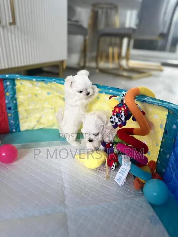 1-3 months Female Purebred Maltese · Photo 1