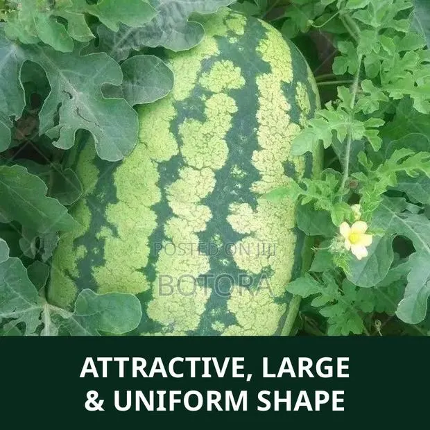Watermelon Seeds – Extra-Large, High-Yield, Super-Sweet · Photo 3
