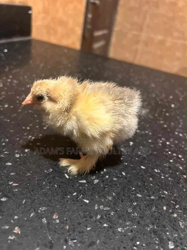 Brahma Chicks – Day Old, Different Colours · Photo 1
