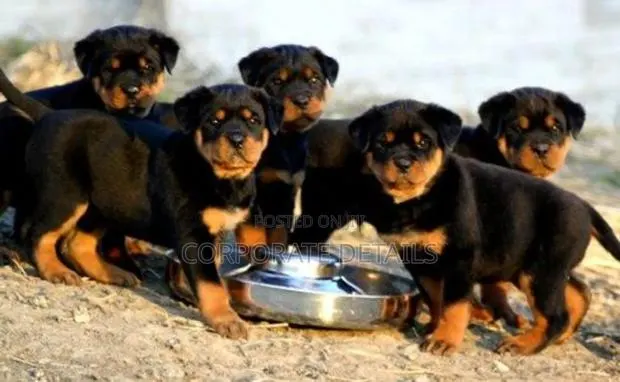 1-3 months Male Purebred Rottweiler · Photo 1