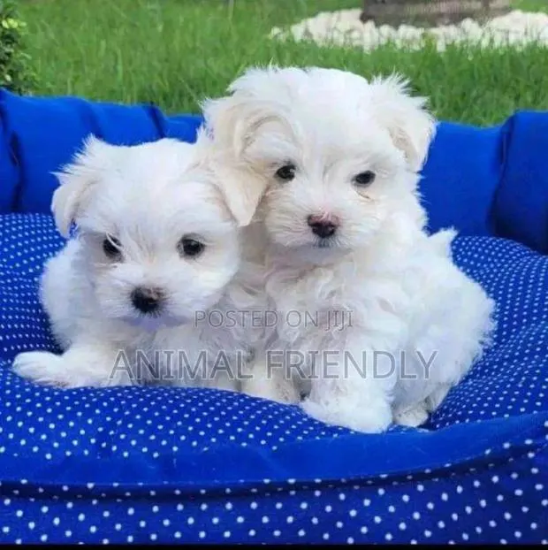 1-3 months Male Purebred Maltese · Photo 1